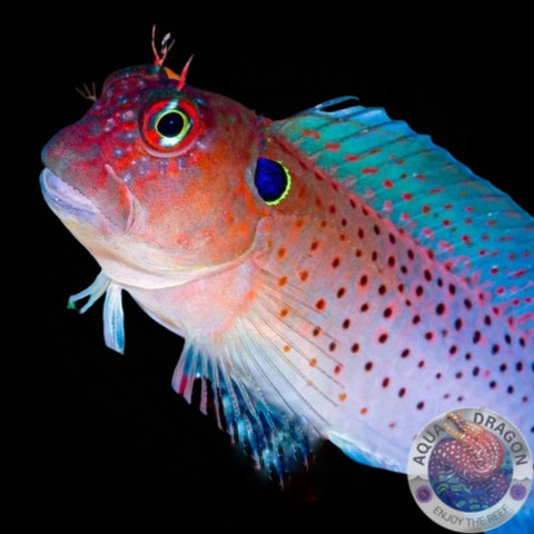 Cirripectes auritus „Ohrenfleck-Kammzahnschleimfisch“