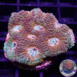 Acanthastrea echinata „True Eyes“ WYSIWYG „AD Special“