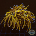 Euphyllia glabrescens „NYK“ WYSIWYG