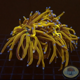 Euphyllia glabrescens „NYK“ WYSIWYG