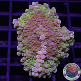 Ricordea yuma “Rainbow” WYSIWYG “AD Special”