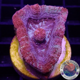 Homophyllia bowerbanki „Sicario“ WYSIWYG