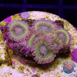 Krustenanemonen „Lemon Heads“ AD Special