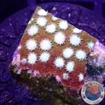 Cyphastrea spp. „Splendiferous“