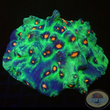 Mycedium spp. „Rage Machine“ WYSIWYG