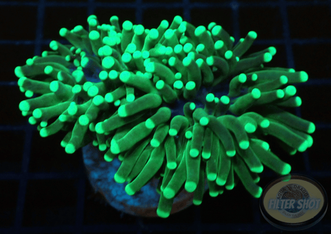 Euphyllia glabrescens „GT“