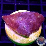 Echinophyllia spp. „Stardust“ WYSIWYG „AD Special“