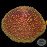 Fungia spp. „Huge Disc“ WYSIWYG