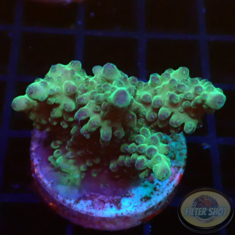 Acropora spp. WYSIWYG