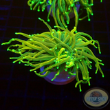 Euphyllia glabrescens „Sun God“ WYSIWYG
