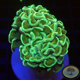 Euphyllia ancora „Jelly Hammer“ WYSIWYG