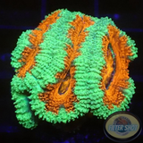 Micromussa spp. „Forest Fire“ AD Special