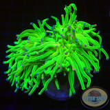 Euphyllia glabrescens „She Hulk“