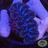 Tridacna crocea WYSIWYG