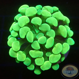 Euphyllia baliensis „Froggy“ WYSIWYG