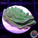 Pachyseris spp. „Toxic Canyon“