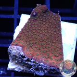 Montipora spp. „Tropicana“