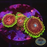 Krustenanemonen „Levin‘s Chili“ AD Special