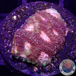 Favia spp. „Elysium“ WYSIWYG