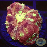 Micromussa spp. „Blood Diamond“ WYSIWYG „AD Special“