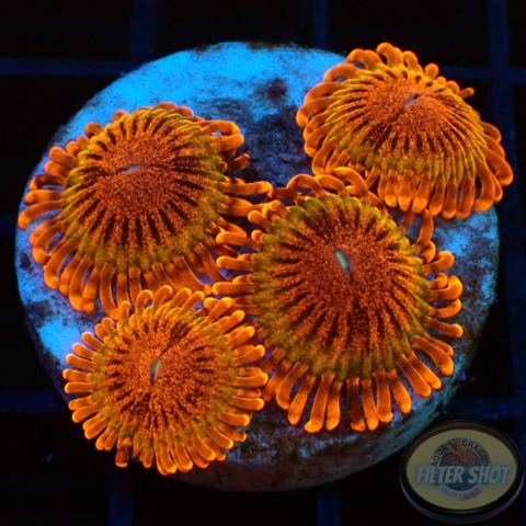 Krustenanemonen „Speckled Krakatoa“ WYSIWYG „AD Special“