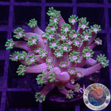 Alveopora spp. „Toxic Blue Heart“