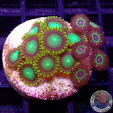 Krustenanemonen „Radioactive Brazil“ WYSIWYG