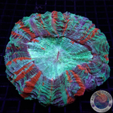 Acanthophyllia deshayesiana „Bleeding Apple“ WYSIWYG