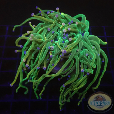 Euphyllia glabrescens „USA BT“ WYSIWYG