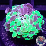 Euphyllia baliensis „Grafted Voodoo“ WYSIWYG „AD Special“