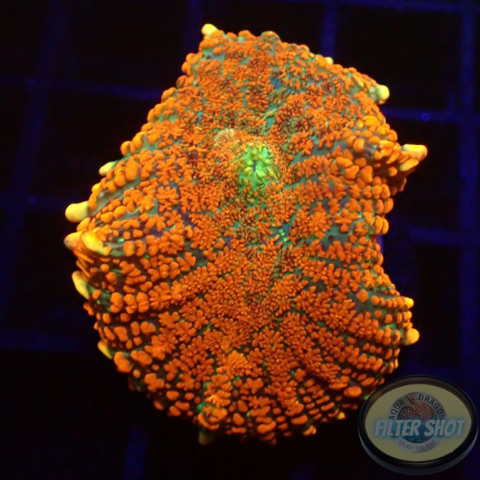 Rhodactis spp. „Forest Fire“