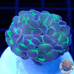 Euphyllia baliensis „Hologram“