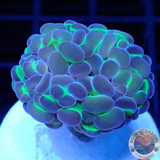 Euphyllia baliensis „Hologram“