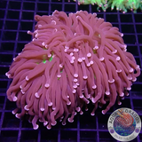 Euphyllia cristata „Triple Joker“ WYSIWYG