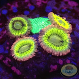 Krustenanemonen „Lemon Heads & Pavona“ WYSIWYG „AD Special“