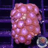 Krustenanemonen „Fire Packers“ WYSIWYG