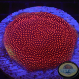 Montipora spp. „Flame Dotty“ WYSIWYG „AD Special“