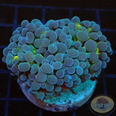 Euphyllia baliensis „Banana“ WYSIWYG „AD Special“