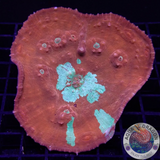 Oxypora spp. „WWZ“ WYSIWYG