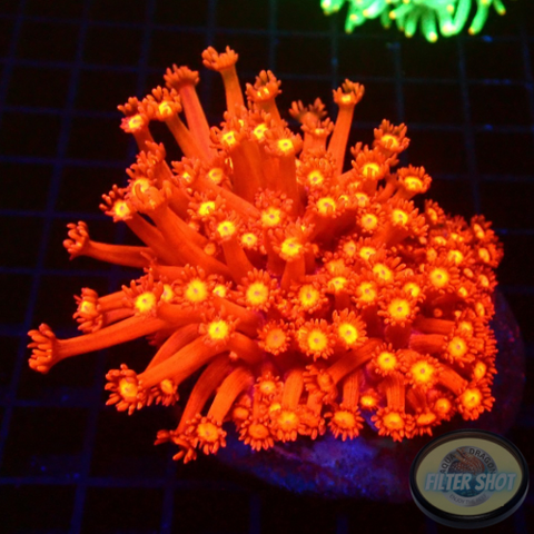 Goniopora spp. „Moulin Rouge“ WYSIWYG