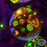 Krustenanemonen „Afro Brazil Knopia“ WYSIWYG