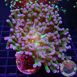 Euphyllia paradivisa „Blueberry“ WYSIWYG
