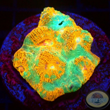 Echinophyllia spp. „Nacho Cheese“ WYSIWYG „AD Special“