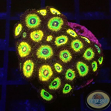 Krustenanemonen „Brazil“ WYSIWYG