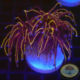 Euphyllia glabrescens „NYK“