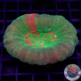 Homophyllia australis „Bleeding Apple“ WYSIWYG