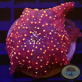 Discosoma spp. „Fire Interstellar“ WYSIWYG „AD Special“