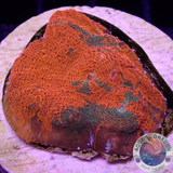 Echinophyllia spp. „Bongo“ WYSIWYG „AD Special