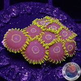 Krustenanemonen „Crazy Hornet“ 🐝 „AD Special“