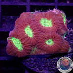 Favia spp. „Blazing Star“ AD Special